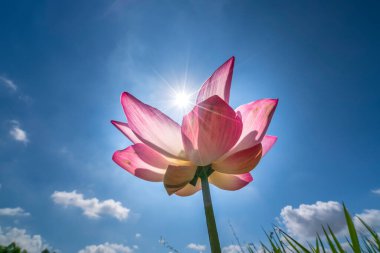 Lotus çiçekleri yaz sabahlarında güneşte açar. Budist çiçekleri, parlak ve saf