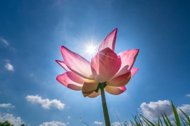 Lotus flowers bloom in the sun on summer mornings. Buddhist flowers, bright and pure clipart