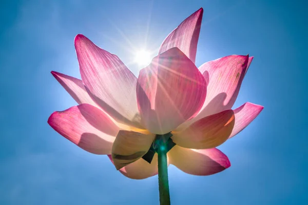 Lotus flowers bloom in the sun on summer mornings. Buddhist flowers, bright and pure