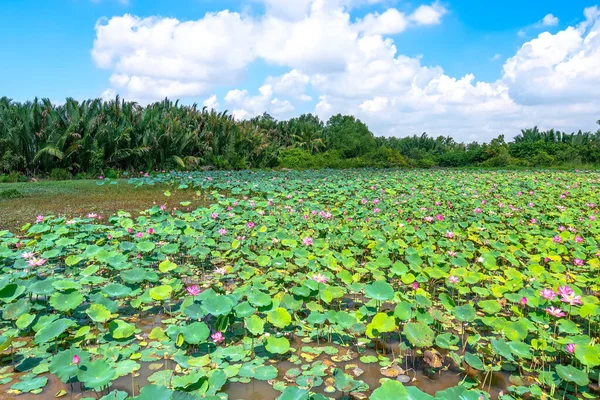 Los Campos Loto Florecen Mañana Primavera Flores Budistas Brillantes Puras — Foto de Stock