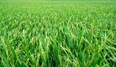 Olgun pirinç tarlası, zengin çiftçiler için süt dolu tohumlarla hasat ediliyor.