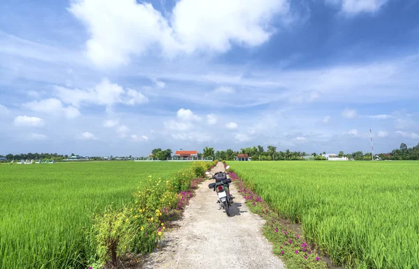 Tien Giang ベトナム 2020年9月2日 両側にシルエットのオートバイは 田舎の美しい田園風景を作る朝のポルトゥラカの花の美しい花です — ストック写真