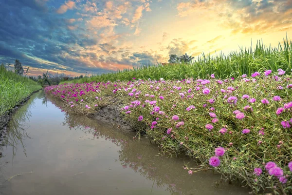 Flores Portulaca Grandiflora Florecen Largo Del Sendero Que Conduce Casa — Foto de Stock