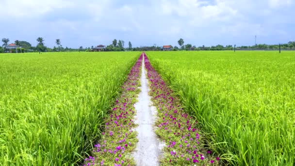 波图拉卡的大花盛开在通往农舍的小径上 有两个美丽而宁静的稻田 — 图库视频影像