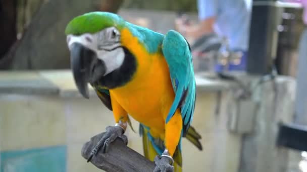 Macaw Papegaai Wordt Gekoesterd Door Een Menselijke Hand Als Een — Stockvideo