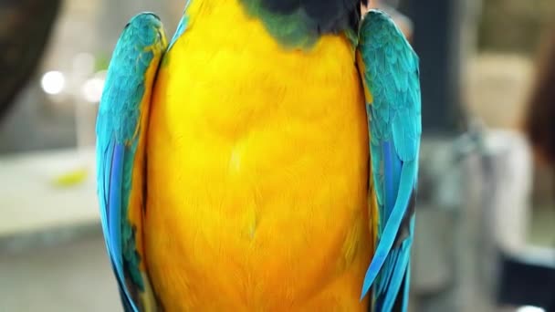 Retrato Colorido Loro Guacamayo Una Rama Pájaro Domesticado Criado Casa — Vídeo de stock