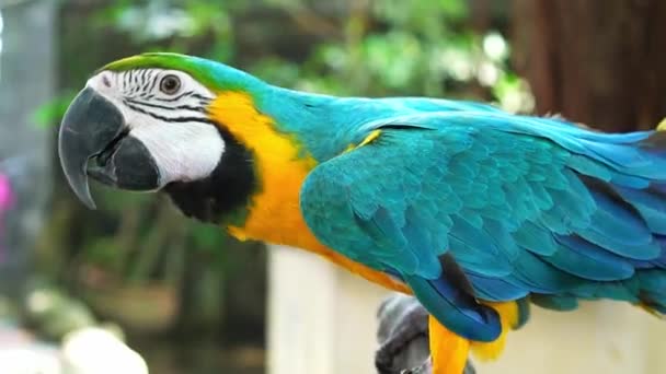 Retrato Colorido Loro Guacamayo Una Rama Pájaro Domesticado Criado Casa — Vídeos de Stock