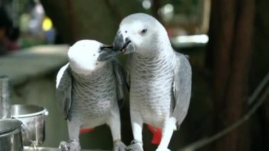 Afrika gri papağanı birlikte aşk yaşıyor. Bu, evcilleştirilmiş ve bir dost olarak yetiştirilmiş bir kuş.