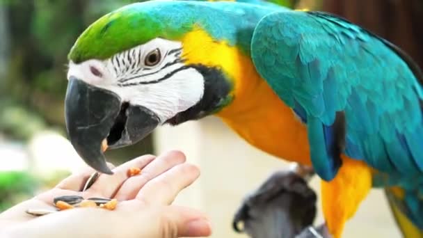 Папуга Макаве Харчується Людьми Квасолею Або Овочами Існуючому Саду Птах — стокове відео