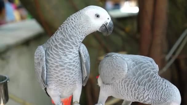 Afrikaanse Grijze Papegaai Liefde Samen Dit Een Vogel Die Gedomesticeerd — Stockvideo