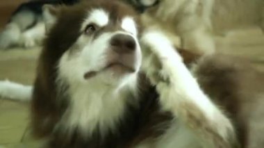Alaska Malamute evcil hayvan köpek portresi. Onlar çok dost canlısı ve çok iyiler. Çocuklara yakın olmak için evcil hayvan olarak evinizi seçmeliler.