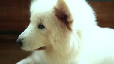 Samoyed köpek portresi evcil hayvanın içinde. Onlar çok dost canlısı ve çok iyiler. Çocuklara yakın olmak için evcil hayvan olarak evinizi seçmeliler.
