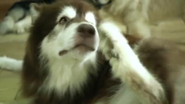 Alaska Malamute Evcil Hayvan Köpek Portresi Onlar Çok Dost Canlısı — Stok video