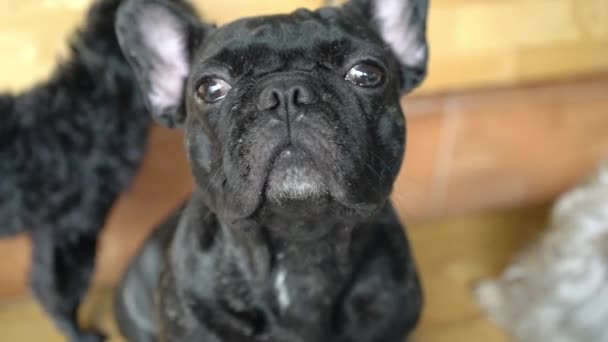 Portrait Bouledogue Animal Domestique Ils Ont Visage Affaissé Peau Ridée — Video