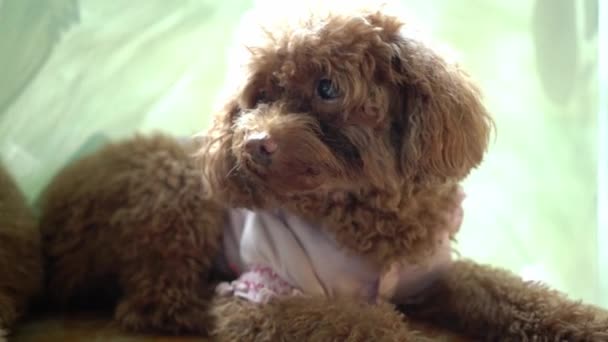 Lindos Cachorros Con Piel Impresionante Casa Domesticada Son Muy Amigables — Vídeos de Stock