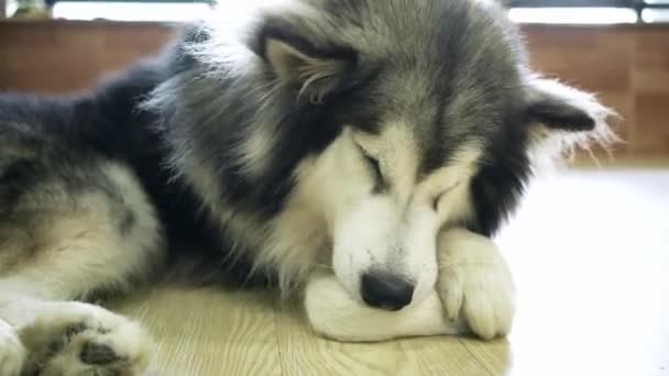 Retrato Cão Malamute Alasca Animal Estimação Domesticado Eles São Muito — Vídeo de Stock