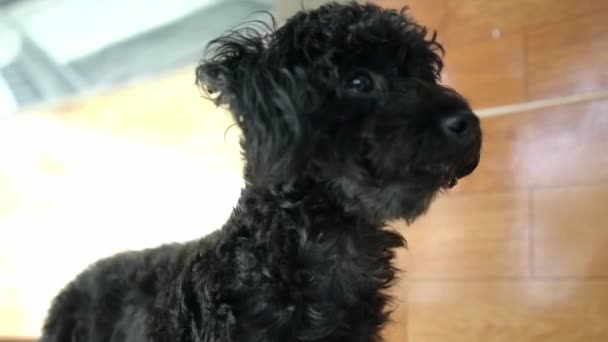 Yorkshire Hond Huisdier Zijn Schattige Puppy Dicht Bij Mens Zodat — Stockvideo