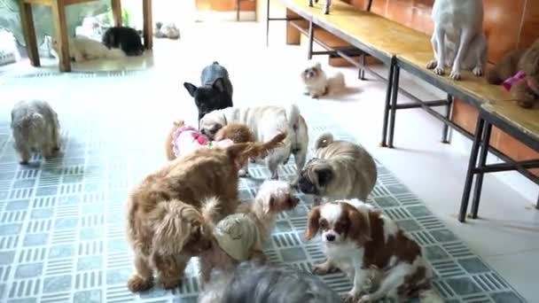 Schattige Puppies Gedomesticeerd Huisdier Zijn Zeer Vriendelijk Goed Overmatig Moet — Stockvideo