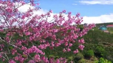 Küçük bir kasabada bahar çiçekleri ön planda kiraz çiçekleri ile Da Lat platosundaki bahar havasını süsler, Vietnam