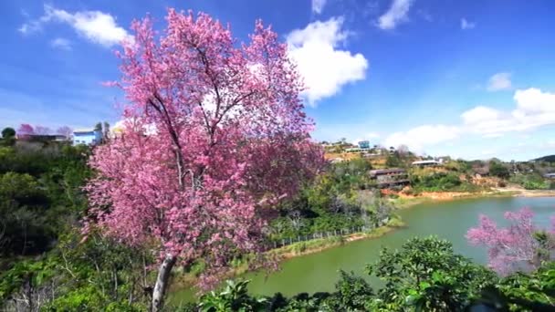 Kersenabrikozenbomen Bloeien Koffieheuvels Hooglanden Van Vietnam — Stockvideo