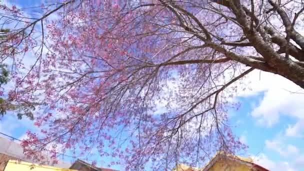 Wiśnia Drzewo Kwiat Moreli Obok Starożytnej Świątyni Sto Lat Rano — Wideo stockowe