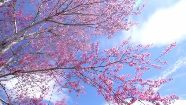 Aprikot Pohon Ceri Mekar Pagi Yang Cerah Dan Angin Berkilauan — Stok Video