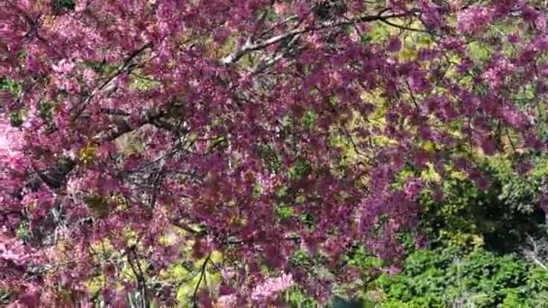 Kajszibarack Cseresznyefa Virágzik Egy Napsütéses Reggelen Szél Olyan Gyönyörűen Csillogtatja — Stock videók