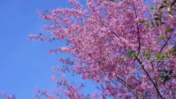 벚꽃이 가지들이 봄볕이 내리쬐는 시골의 속에서 피어나고 — 비디오