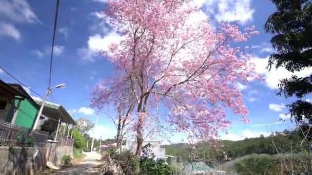 樱花沿着土路盛开 通往乡村高原的村庄 欢迎春天的到来 — 图库视频影像