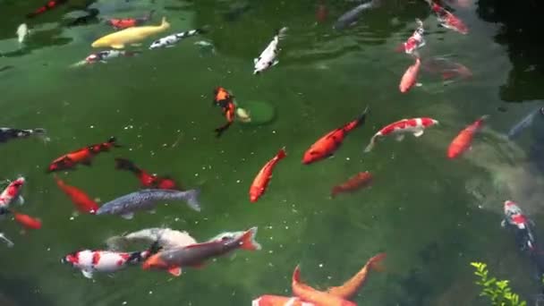 Coloridos Peces Koi Nadando Lago Trata Una Carpa Ornamental Decorada — Vídeo de stock