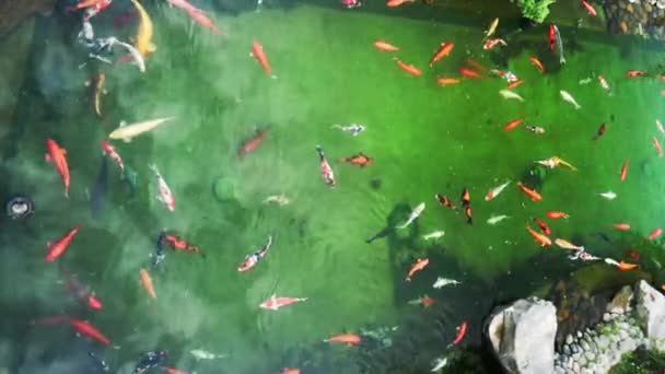 Peixes Koi Coloridos Nadando Lago Esta Uma Carpa Ornamental Decorada — Vídeo de Stock