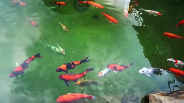 Renkli Koi Balıkları Gölde Yüzüyor Büyük Gölü Olan Bir Bahçede — Stok video