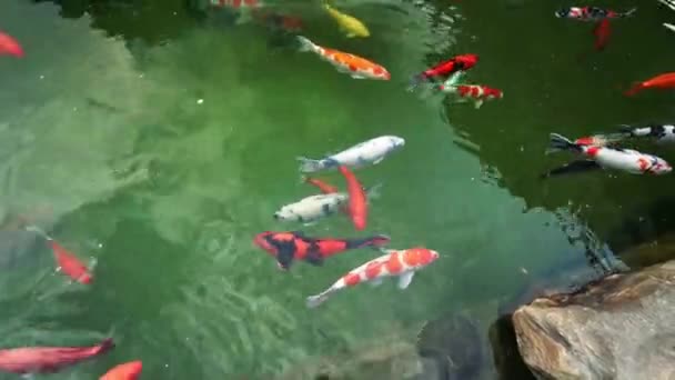 Renkli Koi Balıkları Gölde Yüzüyor Büyük Gölü Olan Bir Bahçede — Stok video