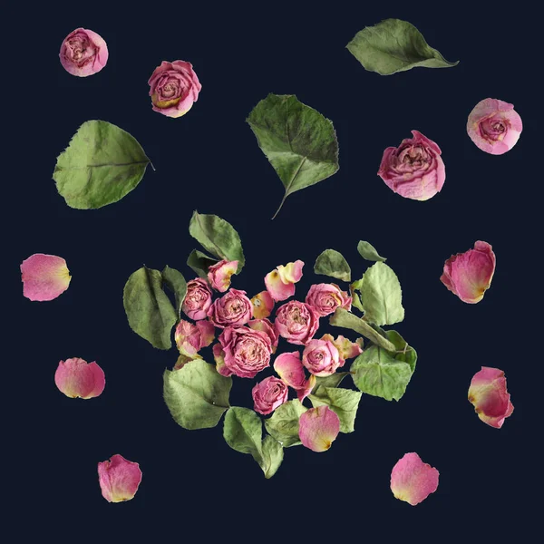 Dry red rosebuds collection, isolated on white background. — Stock Photo, Image
