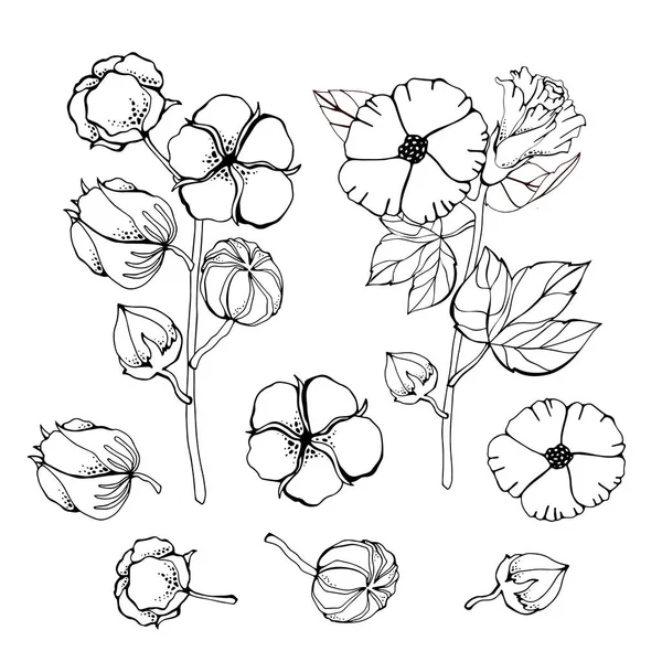 Ensemble d'images stylisées de fleurs de coton blanc. Ensemble d'illustrations vectorielles. Plante florale de coton, boule biologique pelucheuse — Image vectorielle