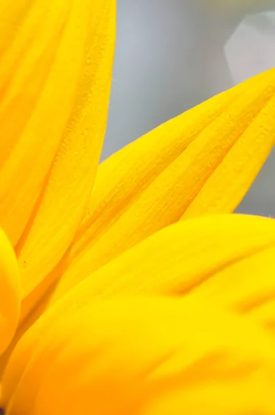 Sunflower close up. Extreme macro shot. Abstract background with sunflower petals — Stock Photo, Image