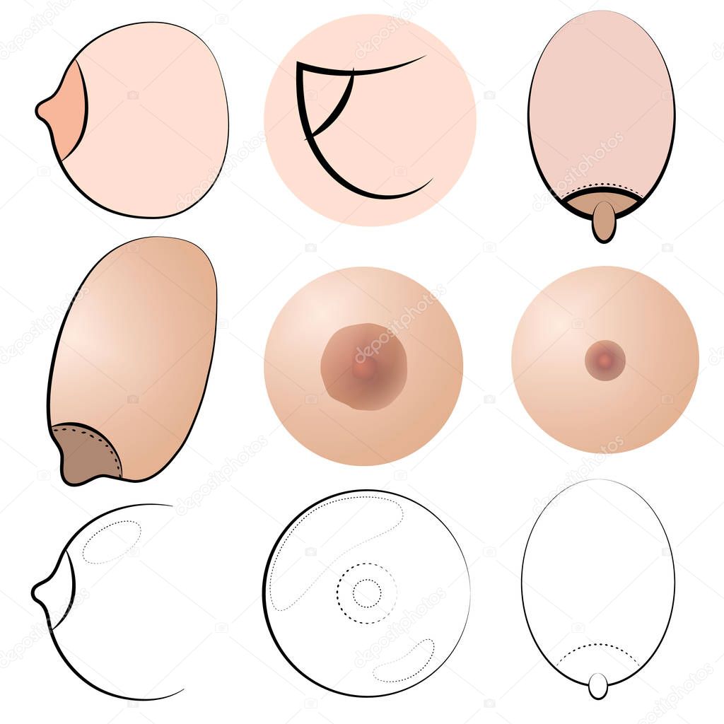 Chest logos Types of womens Breasts. Womens Breast Icon, Breast Icon Vector