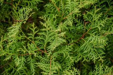 Thuya doku arkaplanı