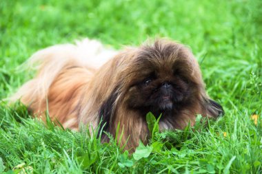 pekingese köpek yavrusu