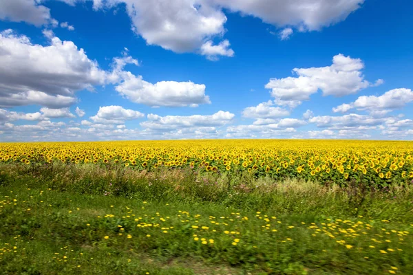 Summer landscape with a field of sunflowers — Stock Photo, Image