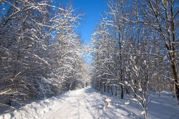 Paisaje de invierno en bosque de nieve — Foto de Stock