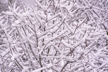 Kar yağdığında ağaçların dallarına kar yağar.