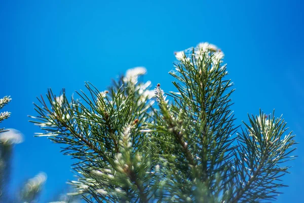 Rami Pino Sfocati Contro Cielo Blu — Foto Stock