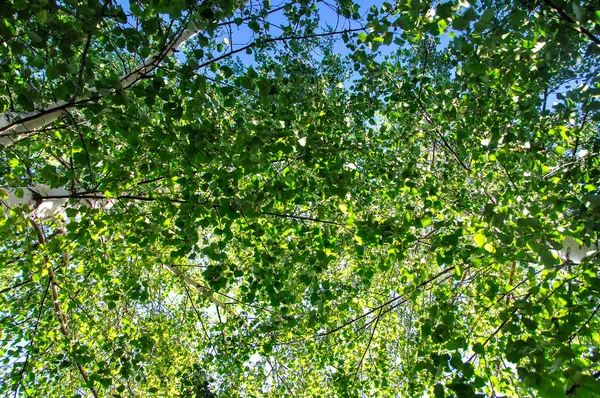 Looking up at yellow birch tree with sun burst and blue sky