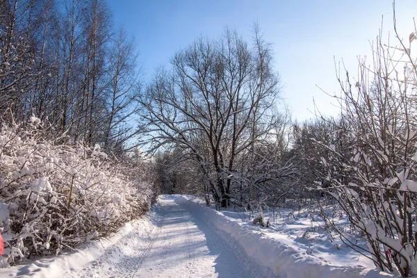 Paisaje de invierno en bosque de nieve — Foto de Stock
