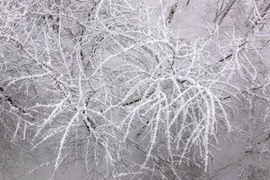 ağaç üzerinde kar