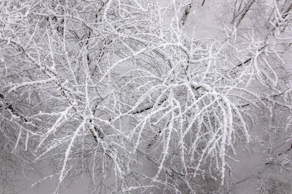 ağaç üzerinde kar