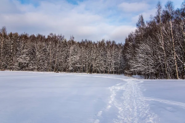 Bosque de invierno paisaje — Foto de Stock