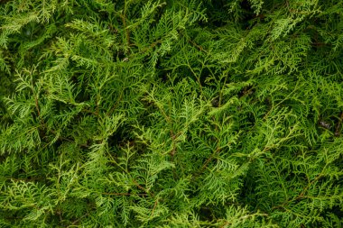 Thuya ağaç dalı doku flora arka plan duvar kağıdı