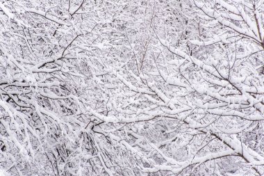 Doğal kış arka plan soyut. Kar dalları